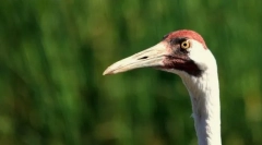 American crane